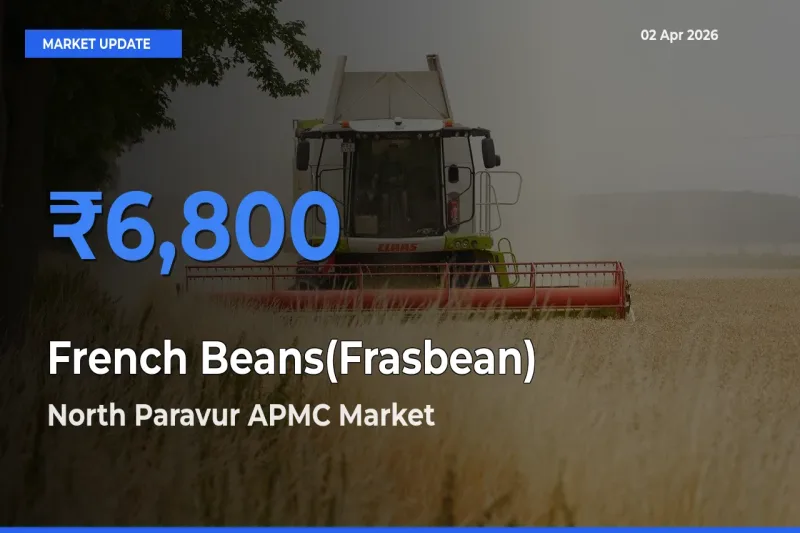 North Paravur APMC Emerges as Top Mandi for French Beans(Frasbean) Prices Today