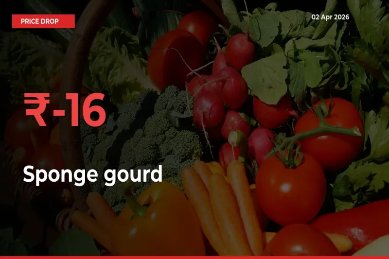 15.52% Drop in Sponge gourd Prices – Mandi Sees Sudden Fall