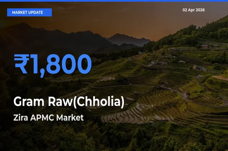 Gram Raw(Chholia) Mandi Rate Today: Zira APMC Tops the List