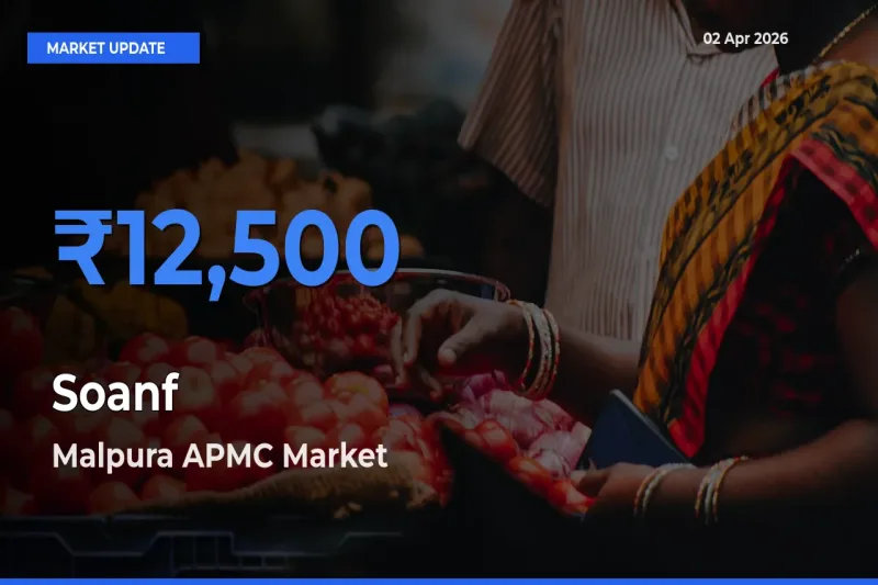 Malpura APMC Tops Soanf Rates – April 02 Market Update