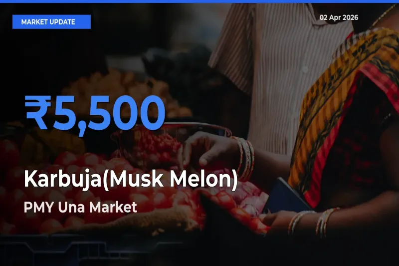PMY Una Records Highest ₹5,500 Rate for Karbuja(Musk Melon)