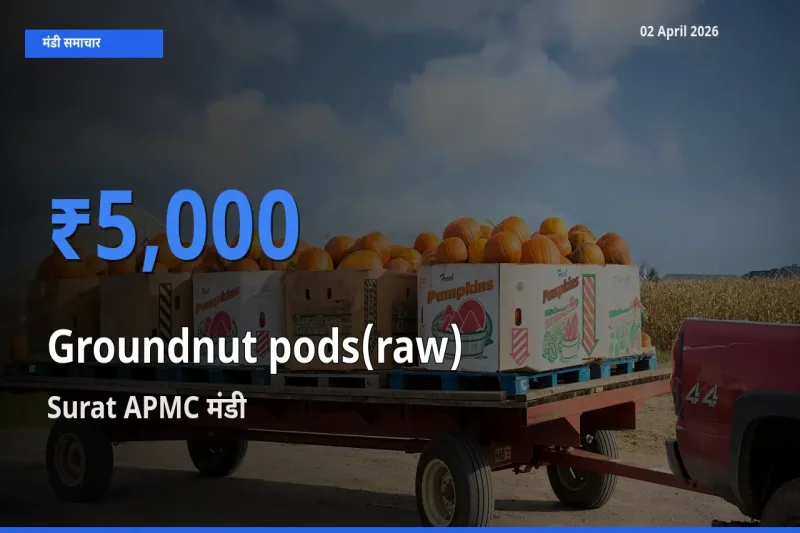 02 April अपडेट: कच्ची मूंगफली (फली सहित) के सबसे ऊँचे दाम Surat APMC मंडी में