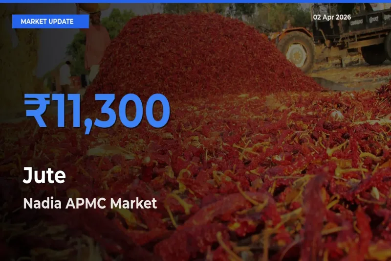 Top Performer! Nadia APMC Offers Best Jute Price Today