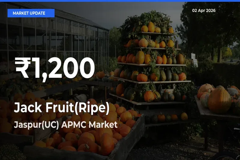 Jack Fruit(Ripe) Hits 30-Day Low in Jaspur(UC) APMC