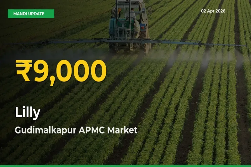 Fresh Record! Lilly Price Climbs to New High in Gudimalkapur APMC