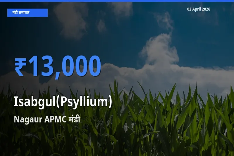 आज इसबगोल के सबसे ऊँचे दाम ₹13,000 Nagaur APMC मंडी में