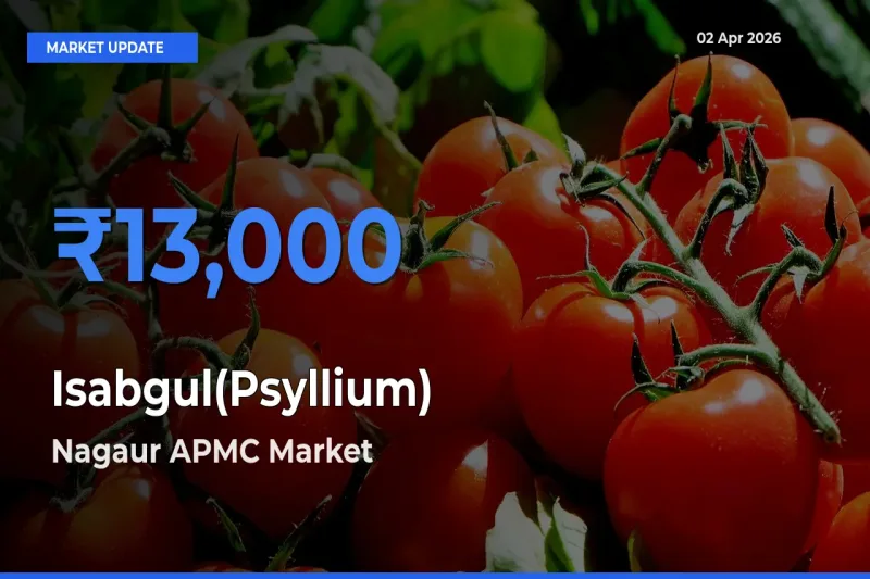 Nagaur APMC Leads as Top Mandi for Isabgul(Psyllium) Prices