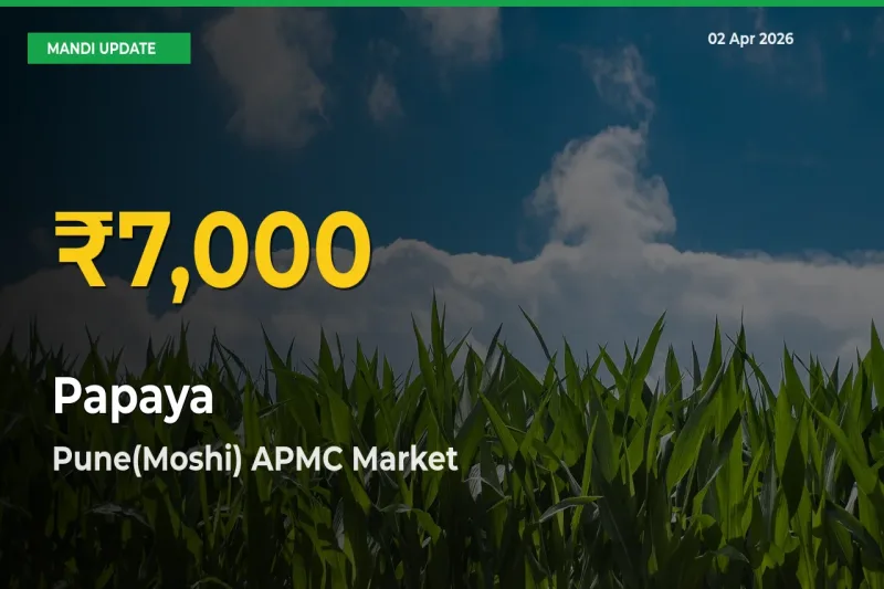 Papaya Price Rally Continues – Pune(Moshi) APMC Hits Fresh High Today