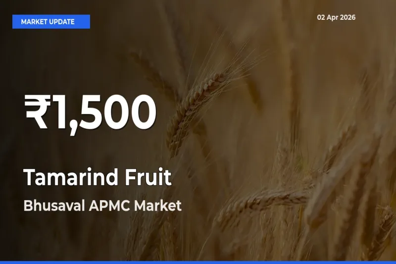 Why Tamarind Fruit Prices Slumped in Bhusaval APMC – 30-Day Low Today