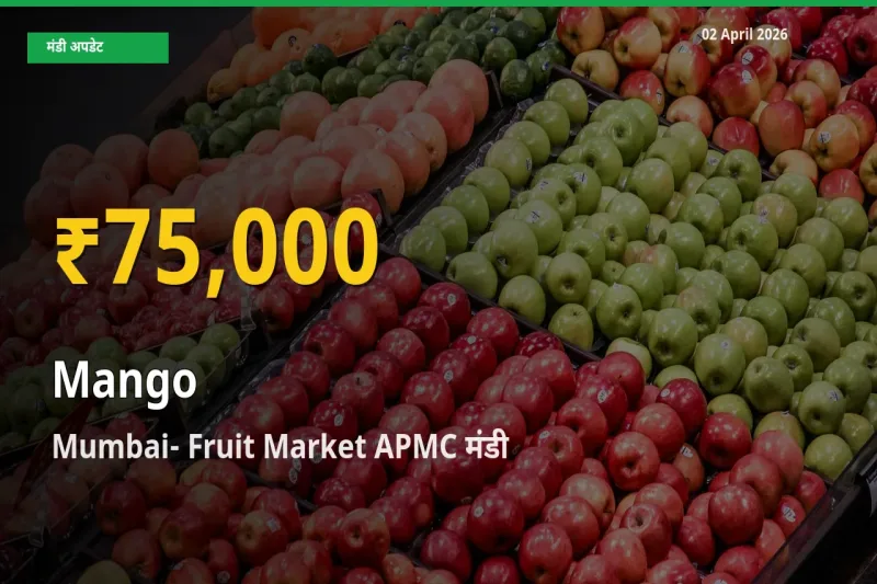 किसानों के लिए खुशखबरी! Mumbai- Fruit Market APMC में आम के दाम रिकॉर्ड स्तर पर