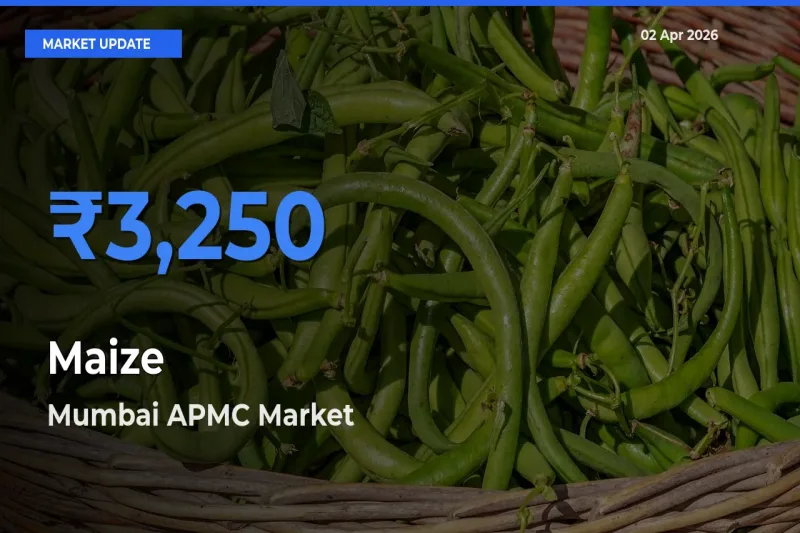 Top Performer! Mumbai APMC Offers Best Maize Price Today