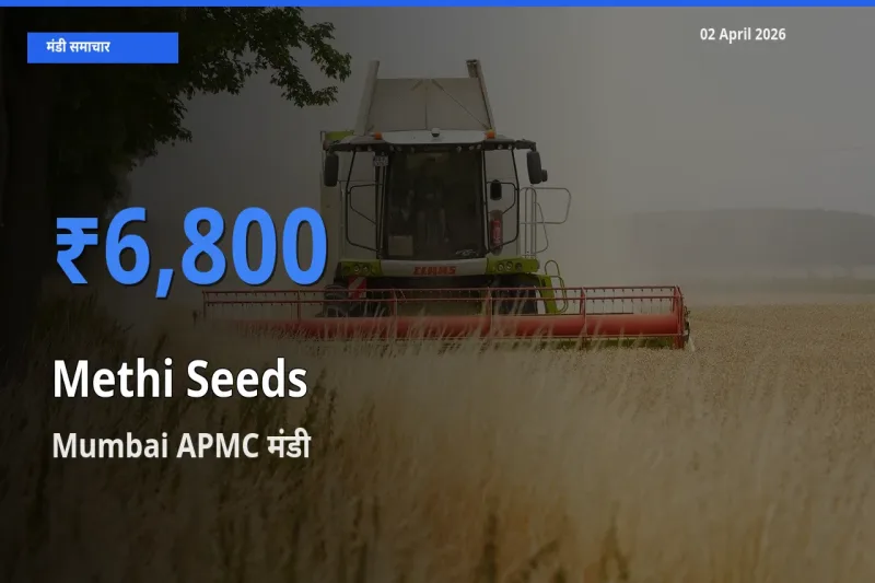आज मेथी दाना के सबसे ऊँचे दाम ₹6,800 Mumbai APMC मंडी में