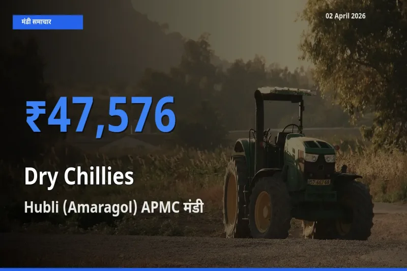 आज सूखी लाल मिर्च के सबसे ऊँचे दाम ₹47,576 Hubli (Amaragol) APMC मंडी में