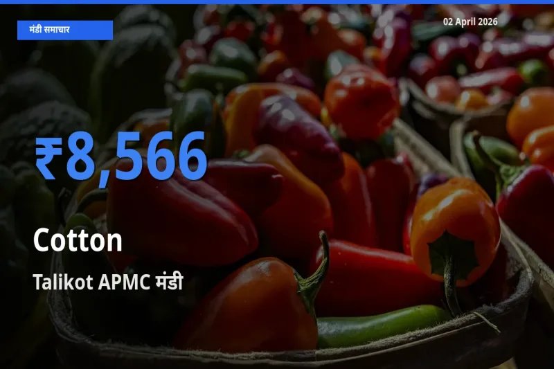 टॉप मंडी बना Talikot APMC! कपास के सबसे ऊँचे दाम यहीं दर्ज