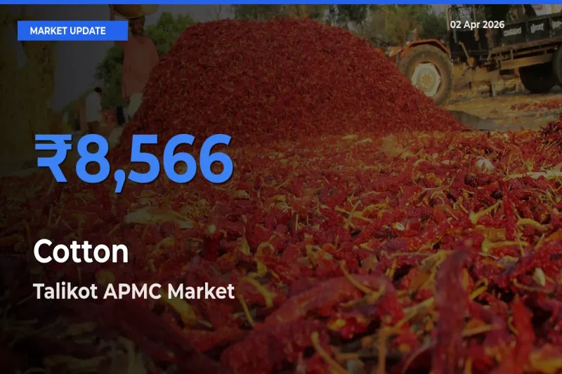 Talikot APMC Records Highest ₹8,566 Rate for Cotton