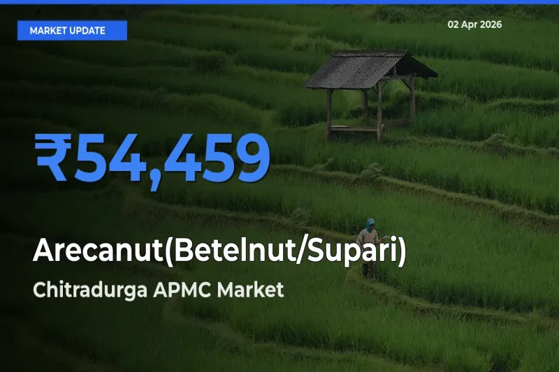 Chitradurga APMC Tops Arecanut(Betelnut/Supari) Mandi Rates Today