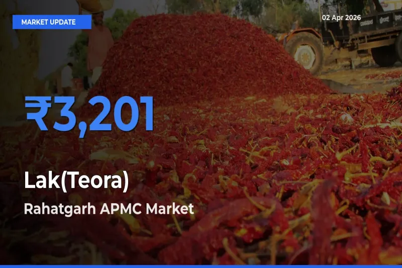 Rahatgarh APMC Records Highest ₹3,201 Rate for Lak(Teora)