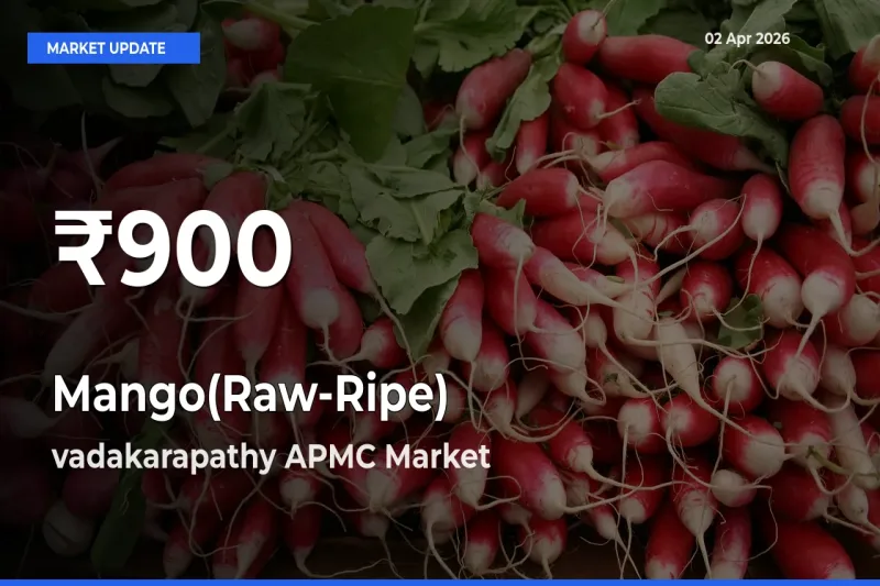 Farmers Concerned as Mango(Raw-Ripe) Hits 30-Day Low in vadakarapathy APMC