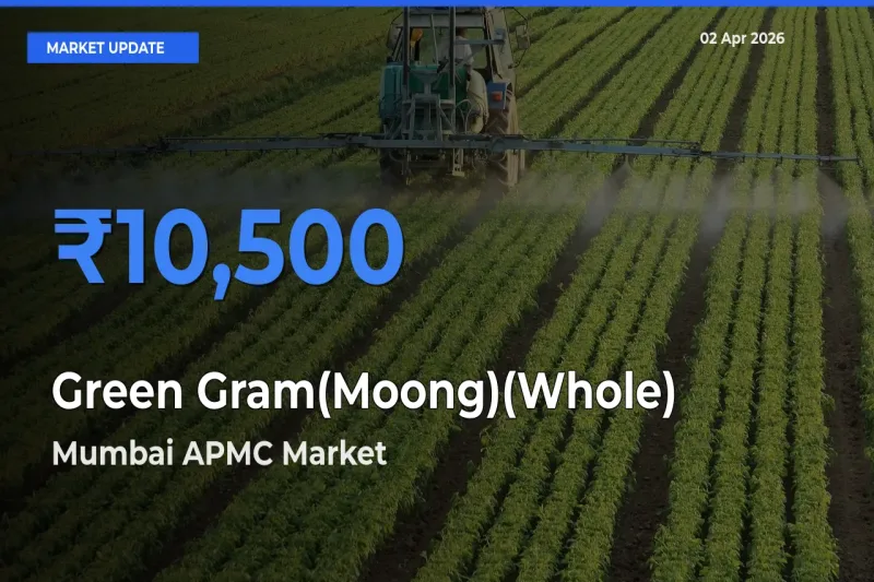 Mumbai APMC Records Highest ₹10,500 Rate for Green Gram(Moong)(Whole)