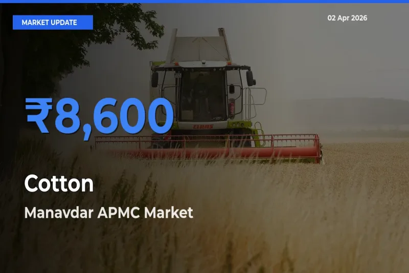 Manavdar APMC Records Highest ₹8,600 Rate for Cotton
