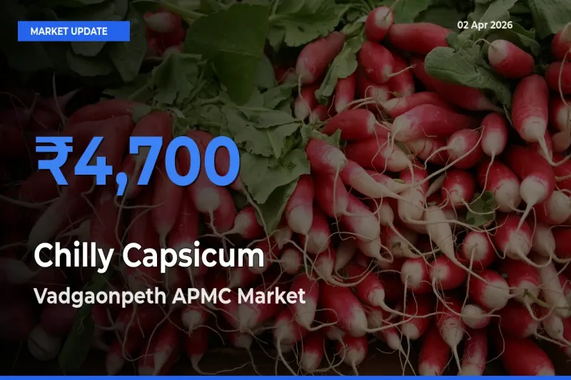 Vadgaonpeth APMC Records Highest ₹4,700 Rate for Chilly Capsicum