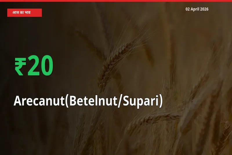 अचानक तेजी! मंडी में सुपारी के दाम 19.72% चढ़े