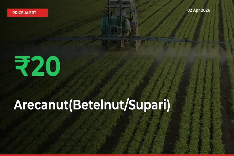 This Mandi Records 19.72% Jump in Arecanut(Betelnut/Supari) Prices