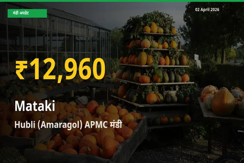 मटकी के दामों ने बनाया नया रिकॉर्ड, Hubli (Amaragol) APMC में तेज़ी