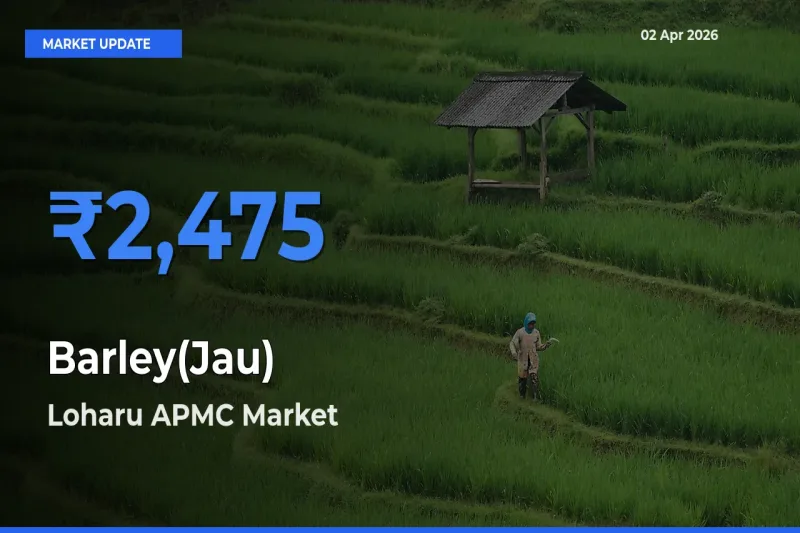 Loharu APMC Leads as Top Mandi for Barley(Jau) Prices