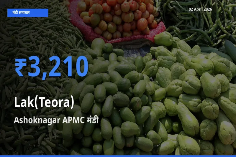 बाज़ार संकेत: Ashoknagar APMC बना लाक(टेओरा) के लिए आज की टॉप मंडी