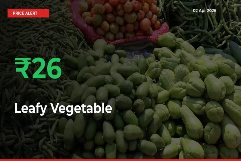 Big Rally! Leafy Vegetable Climbs 26.48% in 24 Hours at Top Mandis