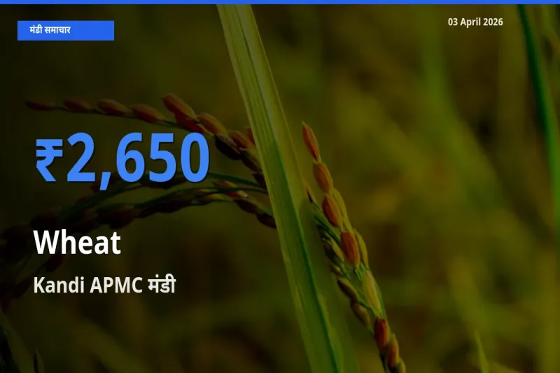 Kandi APMC मंडी में गेहूँ ₹2,650 पर पहुँचा – आज का सर्वोच्च भाव