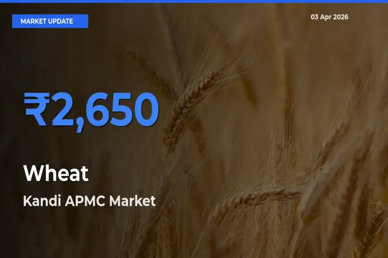 Kandi APMC Emerges as Top Mandi for Wheat Prices Today