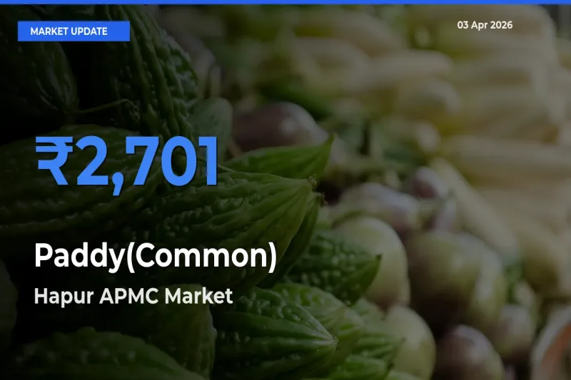 Farmers Prefer Hapur APMC as Paddy(Common) Hits Highest Rate