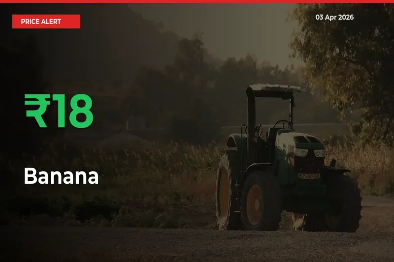 17.73% Spike in Banana Prices – Mandi Sees Sudden Rally