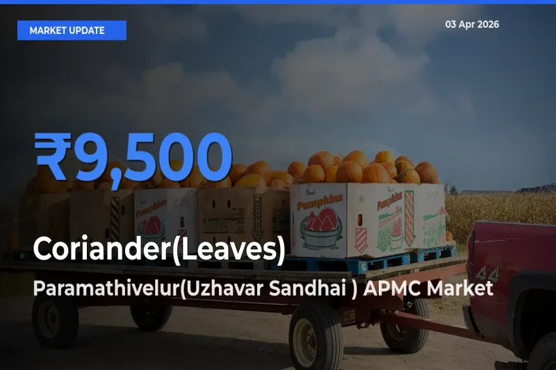 Market Watch: Paramathivelur(Uzhavar Sandhai ) APMC Becomes Top Mandi for Coriander(Leaves)