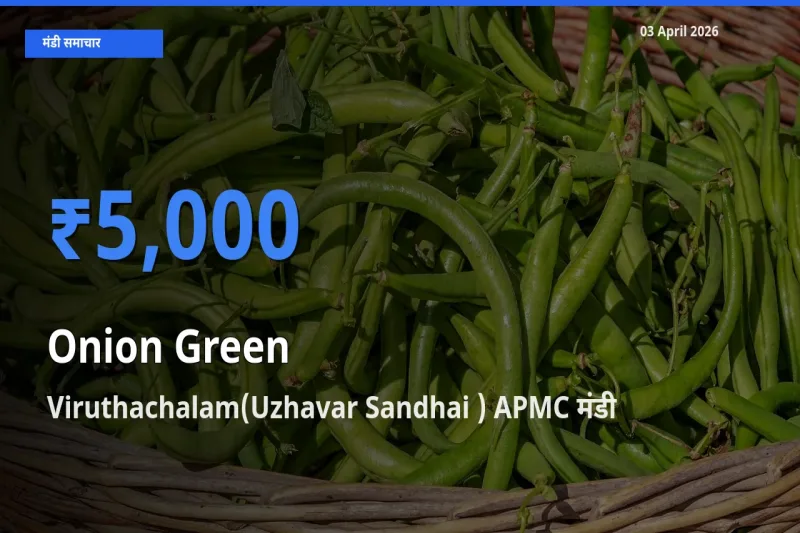Viruthachalam(Uzhavar Sandhai ) APMC मंडी में आज प्याज हरा के सबसे ऊँचे दाम दर्ज