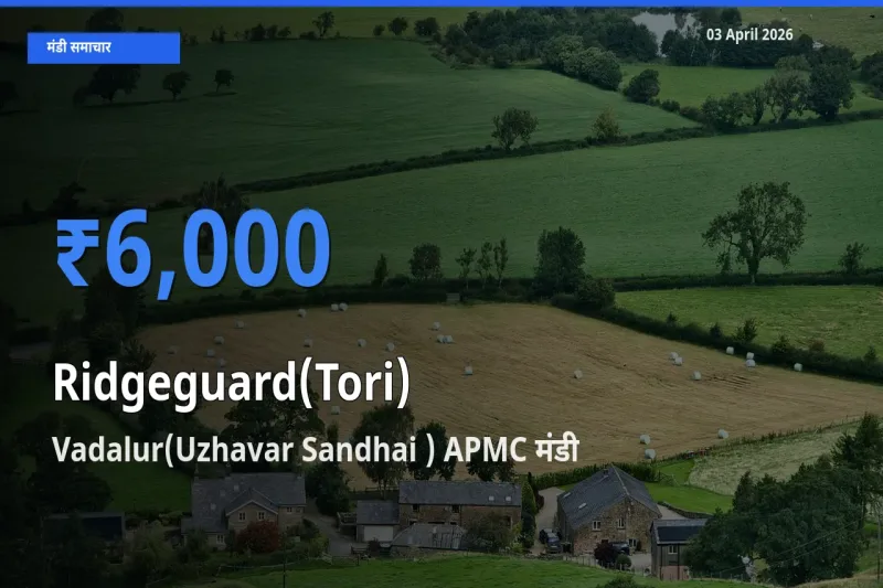 Vadalur(Uzhavar Sandhai ) APMC मंडी में आज तोरई के सबसे ऊँचे दाम दर्ज