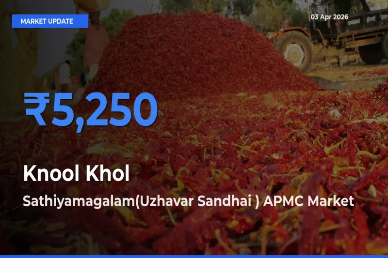 Sathiyamagalam(Uzhavar Sandhai ) APMC Leads as Top Mandi for Knool Khol Prices