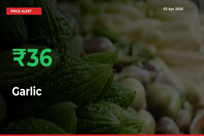 Farmers Cheer as Garlic Prices Surge 36.42% in Local Mandis