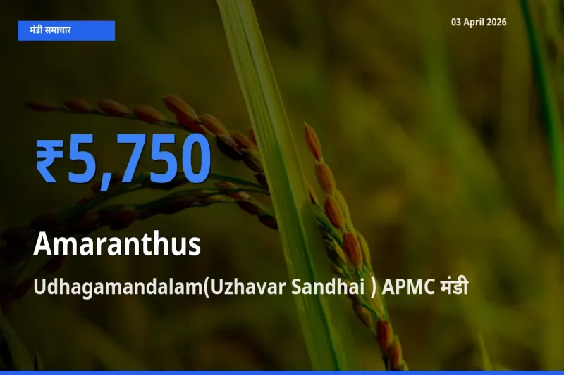 Udhagamandalam(Uzhavar Sandhai ) APMC मंडी में आज चौलाई के सबसे ऊँचे दाम दर्ज