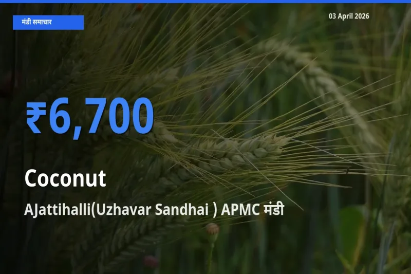 किसानों की पसंद बना AJattihalli(Uzhavar Sandhai ) APMC, नारियल के सबसे अच्छे दाम