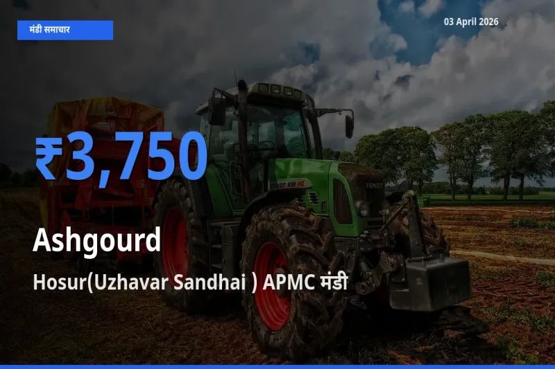 बाज़ार संकेत: Hosur(Uzhavar Sandhai ) APMC बना पेठा कद्दू के लिए आज की टॉप मंडी