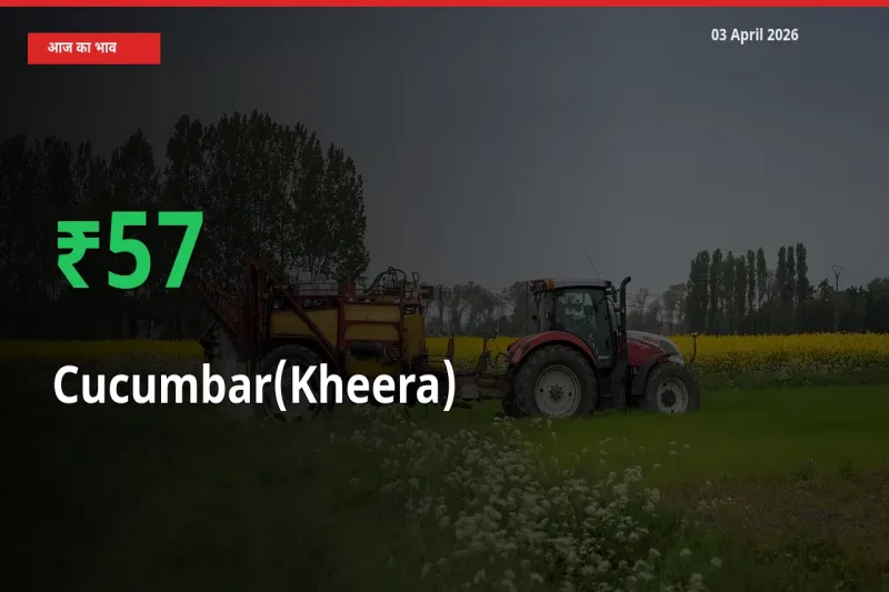 खीरा 56.52% उछला, मंडी