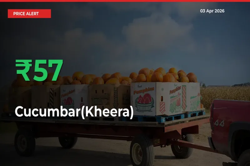 Cucumbar(Kheera) Prices Rise 56.52% in a Day at Major Mandis