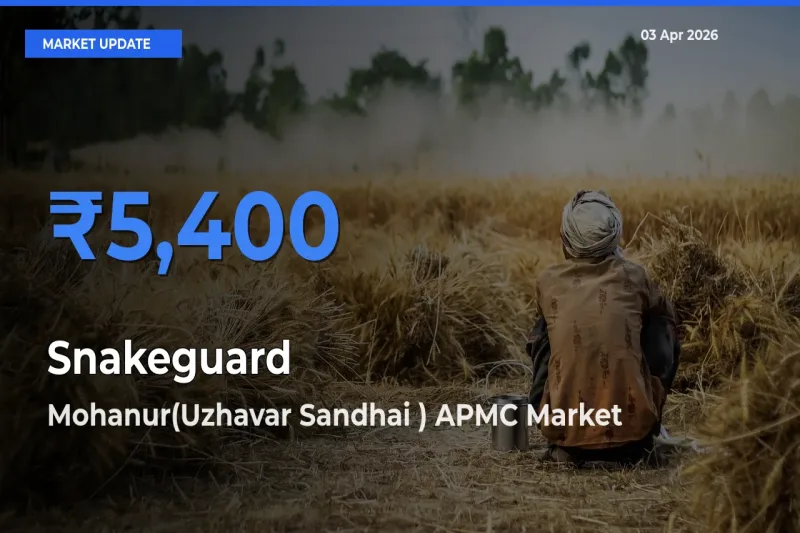 Mohanur(Uzhavar Sandhai ) APMC Tops Snakeguard Mandi Rates Today