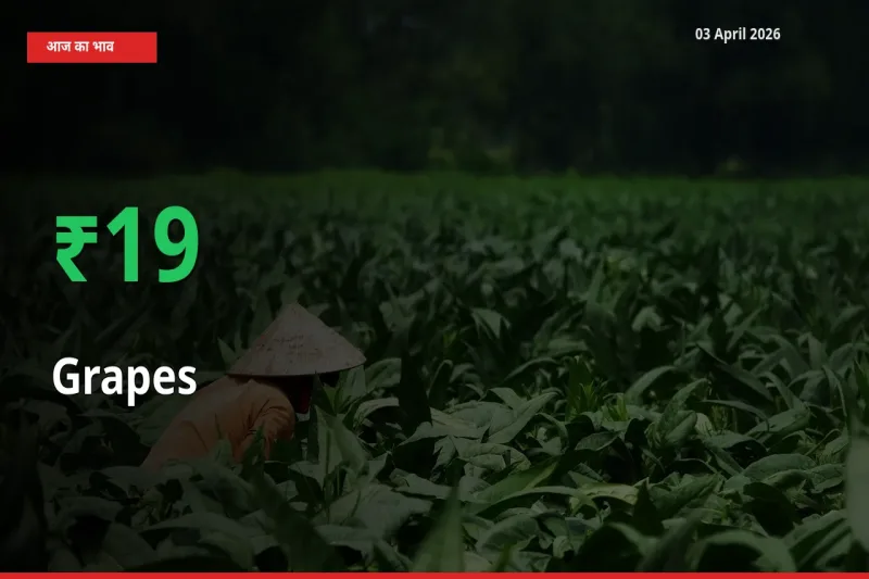 बाज़ार संकेत: अंगूर के भाव मंडी में 19.05% ऊपर