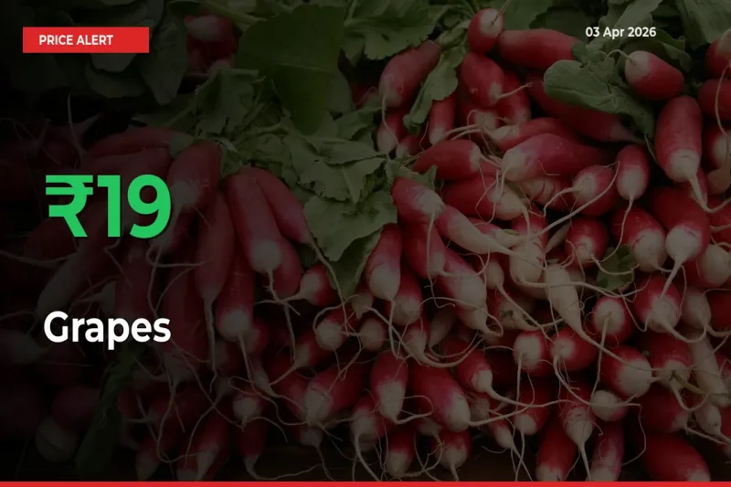 Sharp Jump! Grapes Prices Climb 19.05% in 24 Hours at Key Mandis