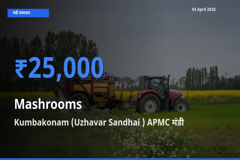 आज मशरूम के सबसे ज़्यादा दाम Kumbakonam (Uzhavar Sandhai ) APMC मंडी में दर्ज