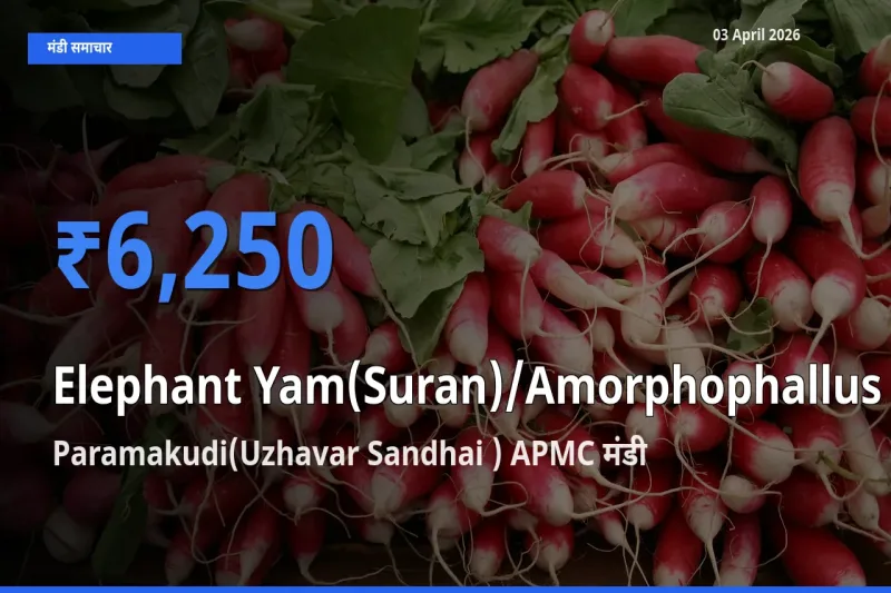 आज का मंडी भाव: जिमीकंद (सूरन) के सबसे ज़्यादा दाम Paramakudi(Uzhavar Sandhai ) APMC में